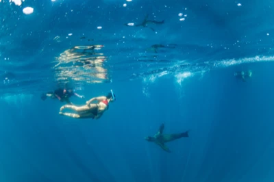 Snorkel con lobos marinos